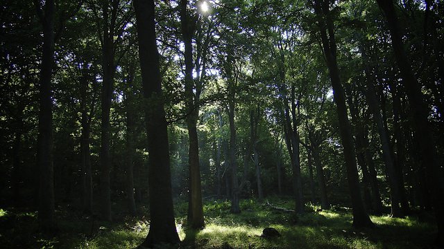 Free, Prior and Informed Consent: Making FPIC work for forests and peoples