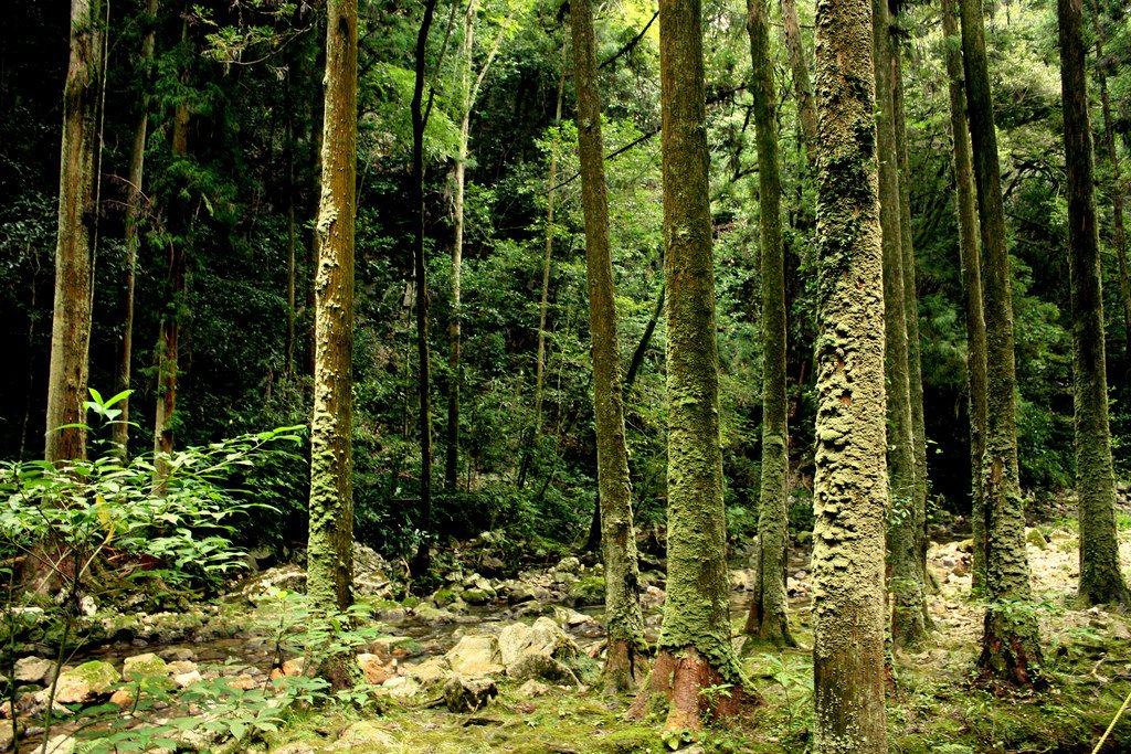 Free, Prior and Informed Consent - Making FPIC work for Forests and Peoples