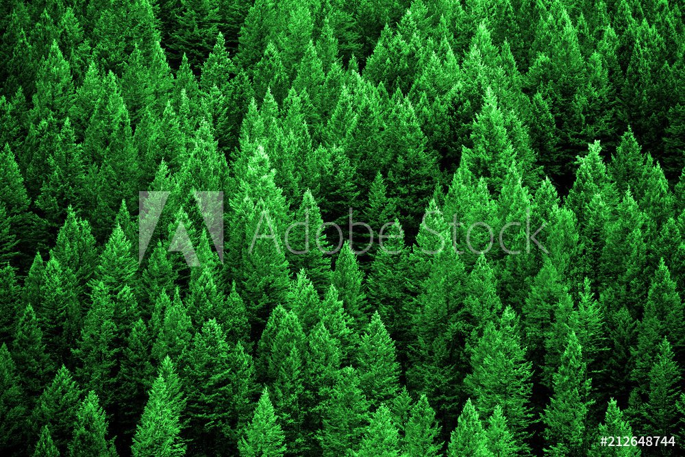 FSC Canada Endorses BC First Nations Forest Strategy