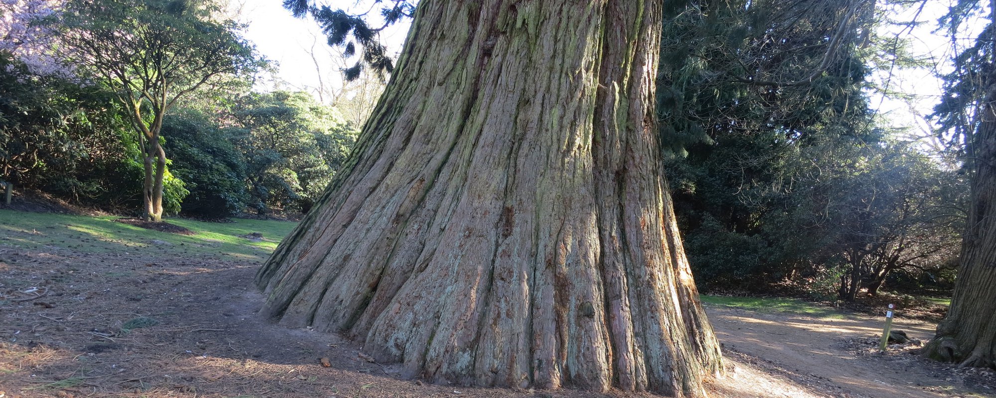 Growing Deep roots: Increasing Aboriginal Authority in Contemporary Forest Governance Arrangements