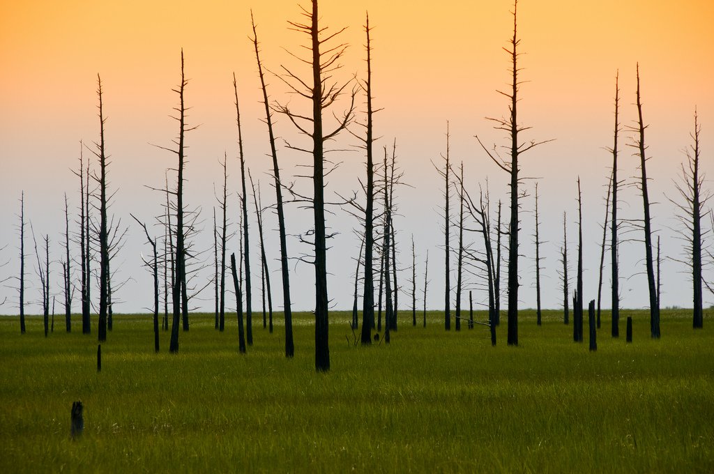 Indigenous Peoples' Rights and the Role of Free, Prior and Informed Consent