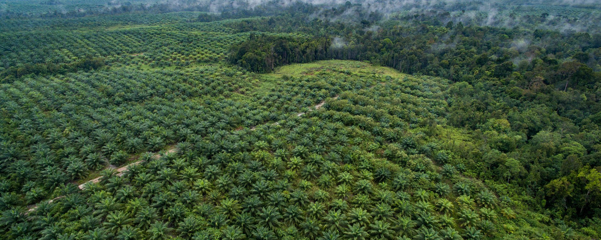 The Livelihood Impacts of Oil Palm: Smallholders in Indonesia