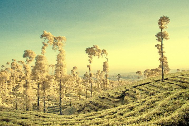 Making FPIC - Free, Prior and Informed Consent - Work: Challenges and Prospects for Indigenous People