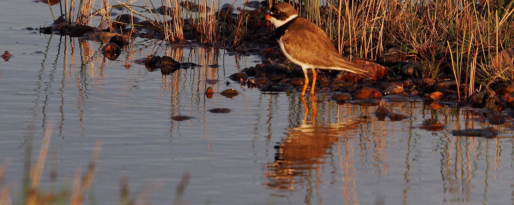 Rethinking Environmental Education with the Help of Indigenous Ways of Knowing and Traditional Ecological Knowledge
