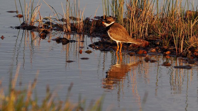 Rethinking Environmental Education with the Help of Indigenous Ways of Knowing and Traditional Ecological Knowledge