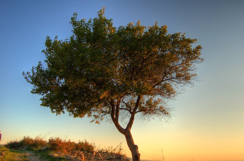 A Toolkit to Support Conservation by Indigenous Peoples and Local Communities: Building Capacity and Sharing Knowledge for Indigenous Peoples’ and Community Conserved Territories and Areas (ICCAs)