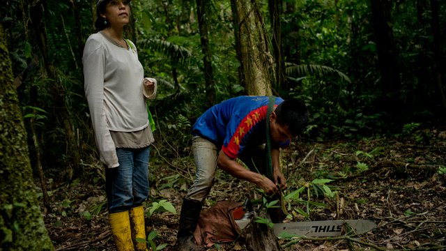 Hacia el consentimiento: Estudios de Caso y Perspectivas sobre Acuerdos de Colaboración entre Empresas y Comunidades en Paisajes Forestales